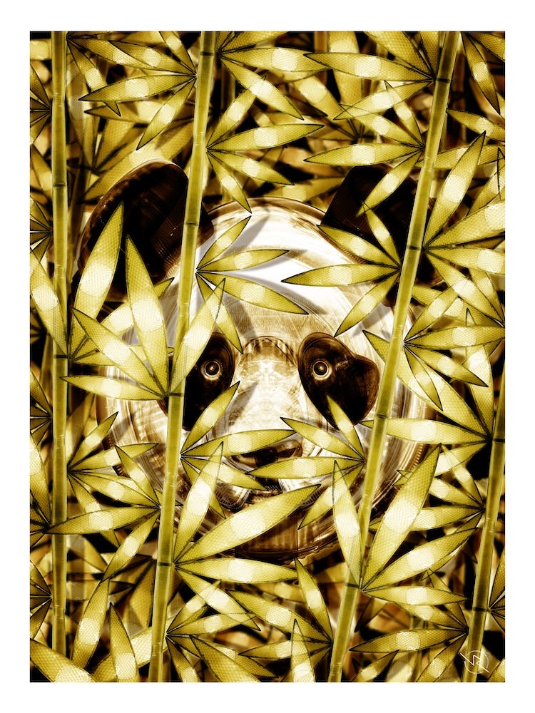 Panda Coco