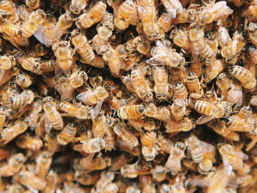 Swarm Of Bees
