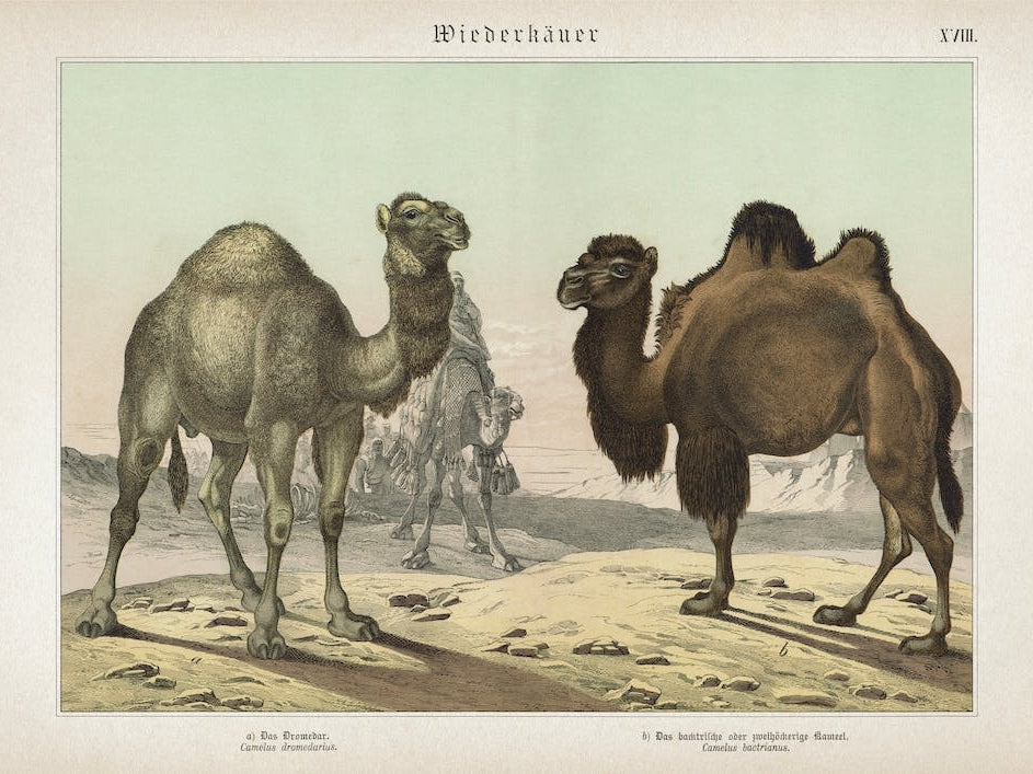 Vintage Schubert 4 Wiederkäuer 18