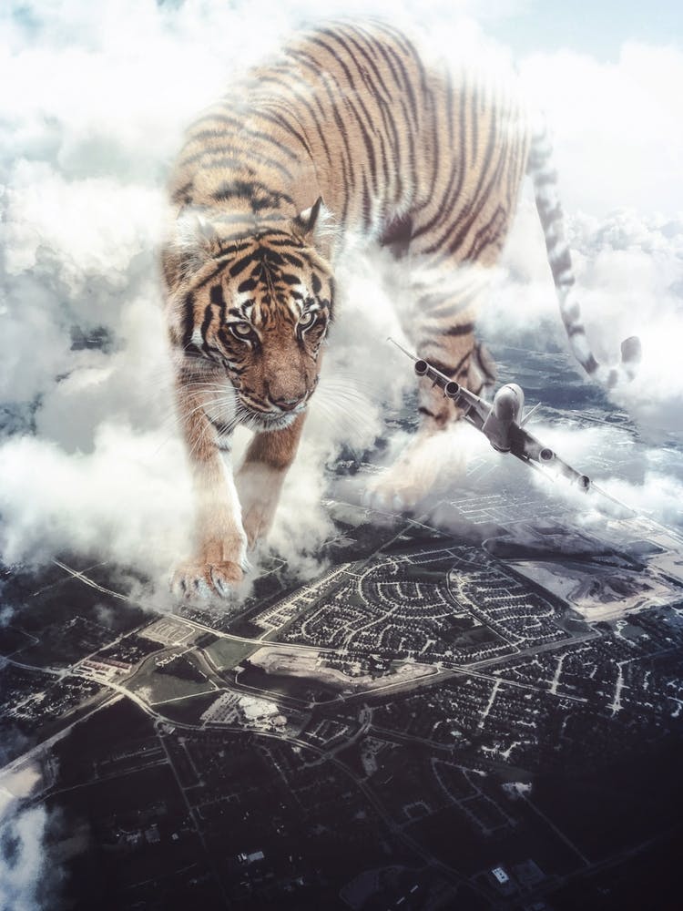 Giant Tiger Want To Play With Plane 1