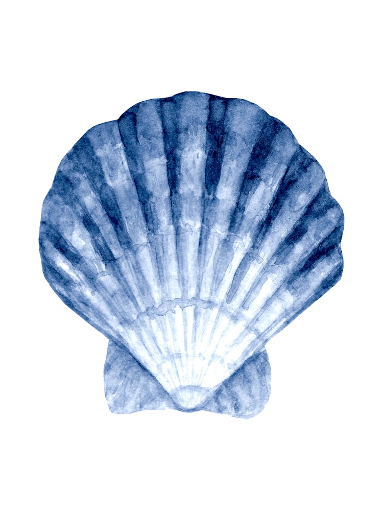 Colored seashells. Seashells. Summer.9