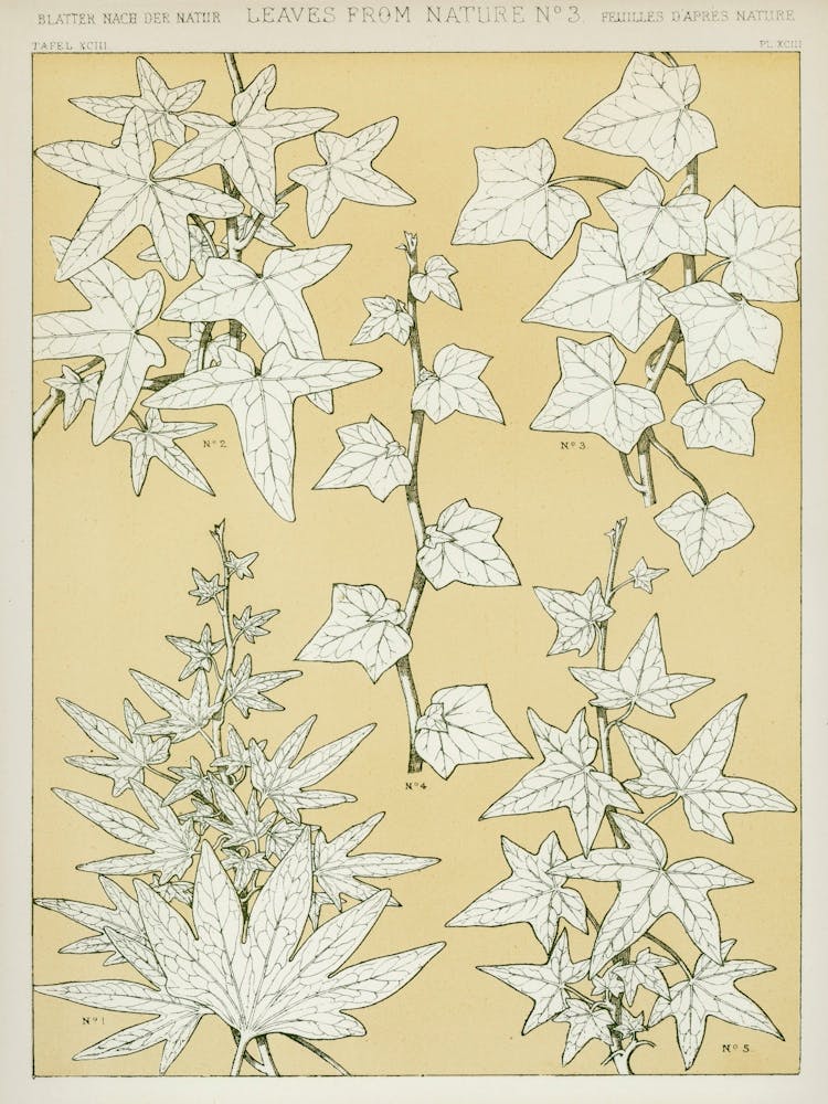 Vintage Pattern Illustration, Owen Jones