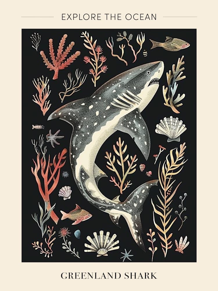 Greenland Shark Seascape Black Background Illustration 2 Poster