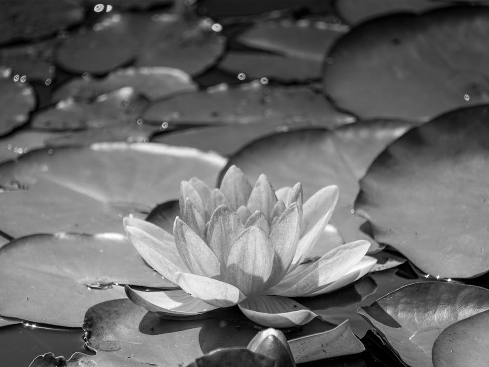 Water Lily 1