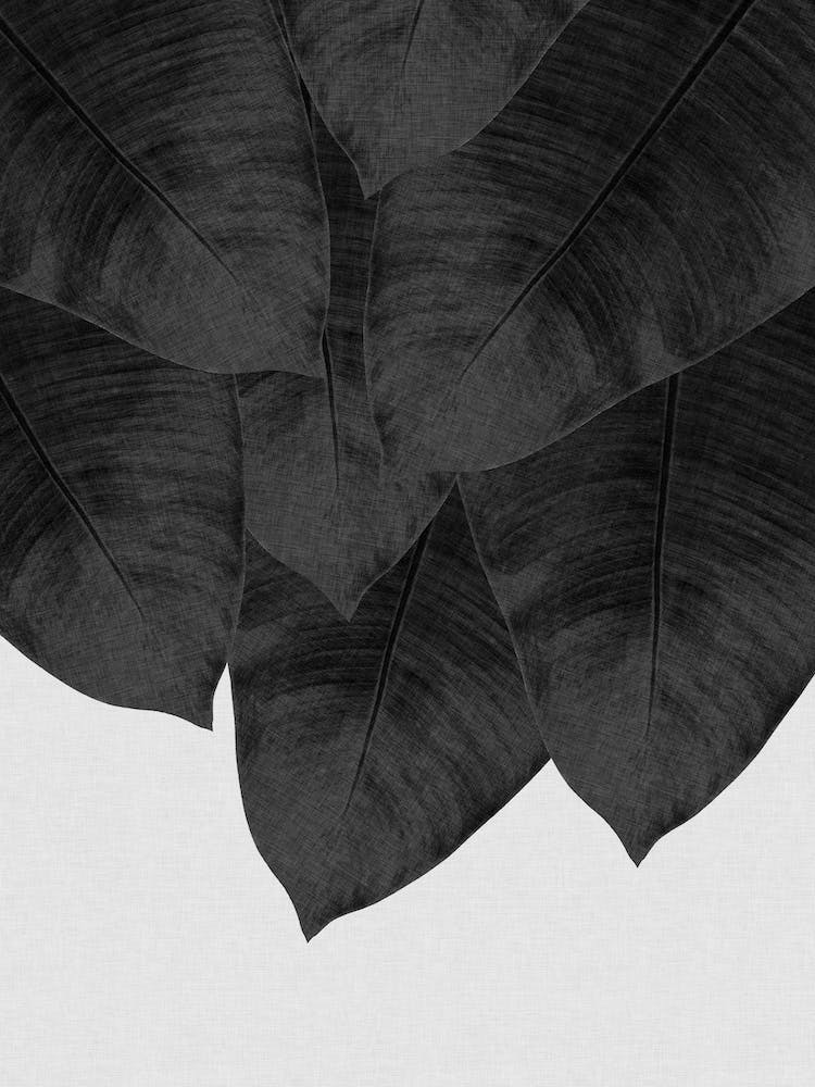 Banana Leaf Black & White II