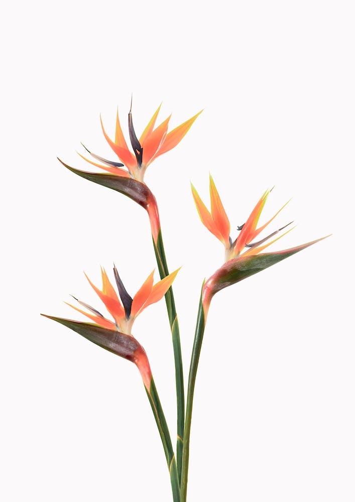 Paradiesvogelblumen
