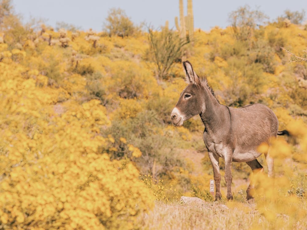 Spring Desert Burro Donkey