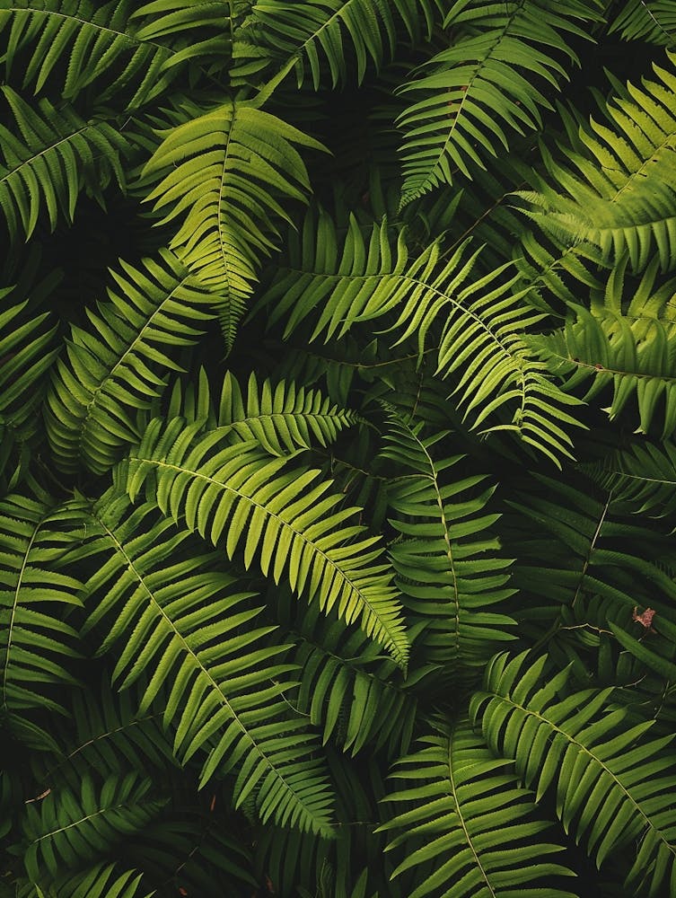 Pattern Poster Tassel Fern 4