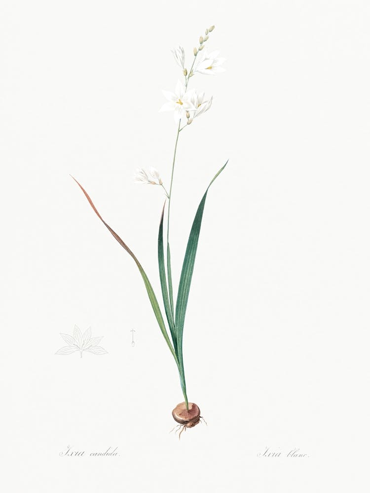 Corn Lily Illustration From Les Liliacées (1805), Pierre Joseph Redoute 1
