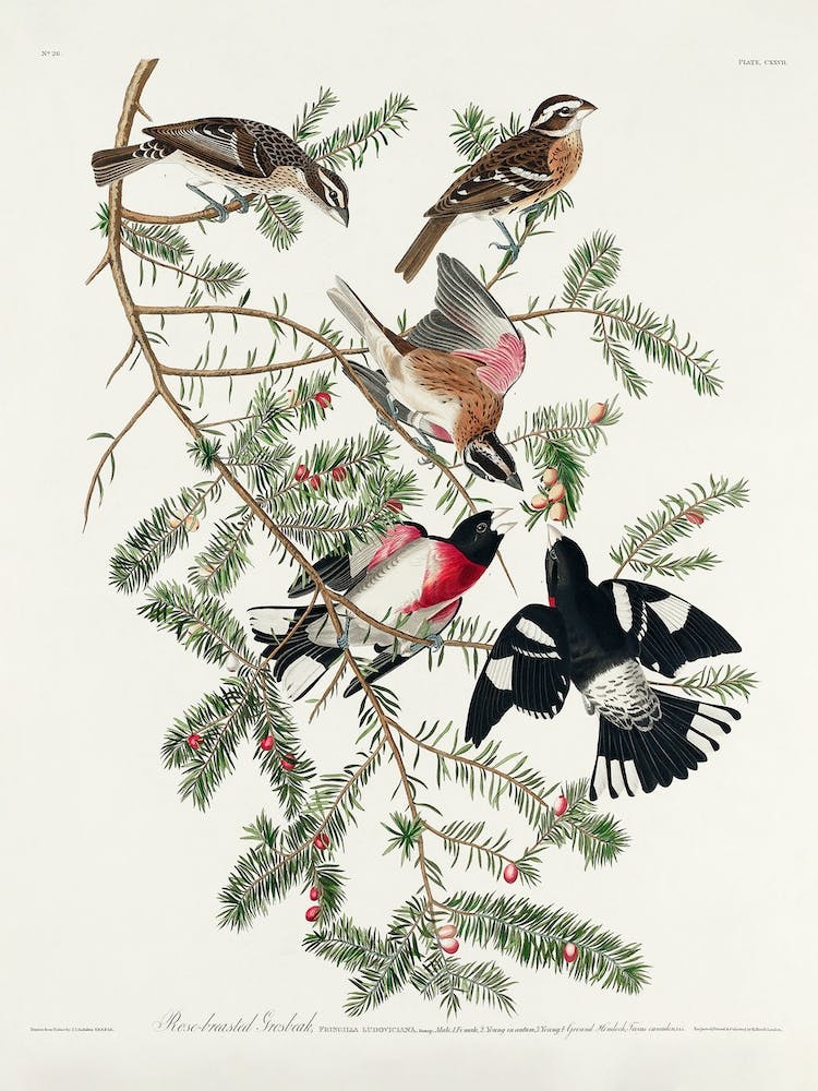 Rose Breasted Grosbeak, Birds Of America, John James Audubon