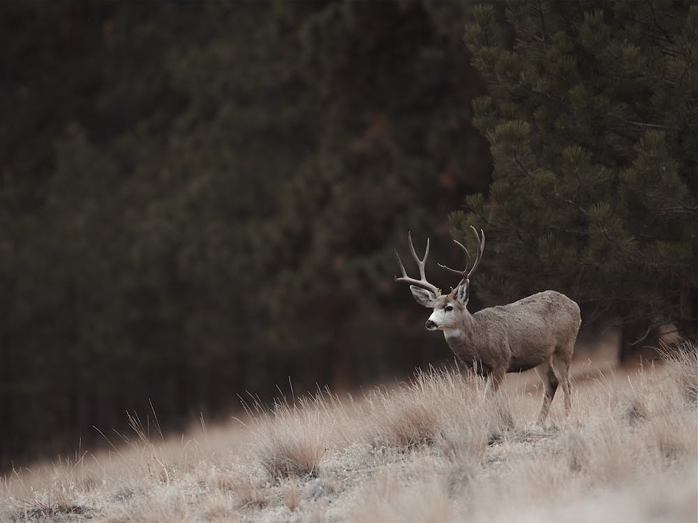 Arizona Mule Deer