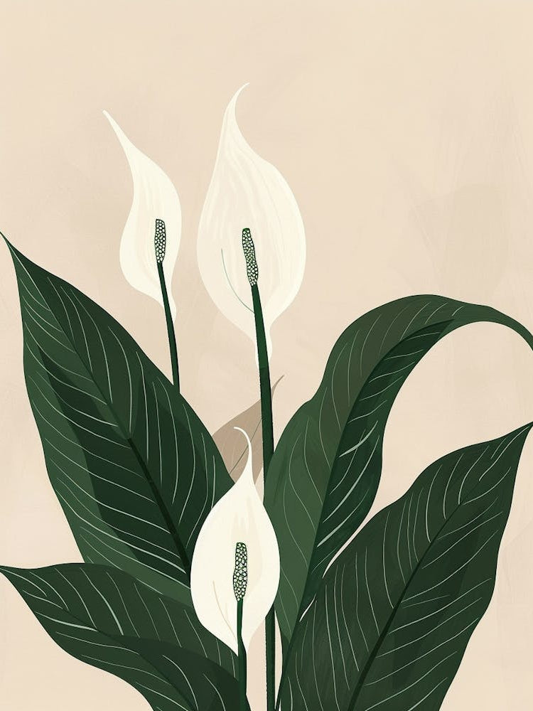 Peace Lily Plant Minimalist Illustration 6