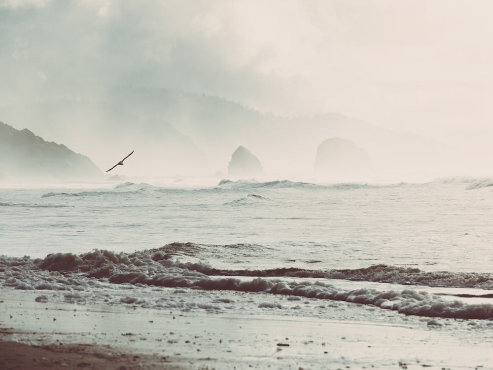 Pacific Northwest Beach Adventures