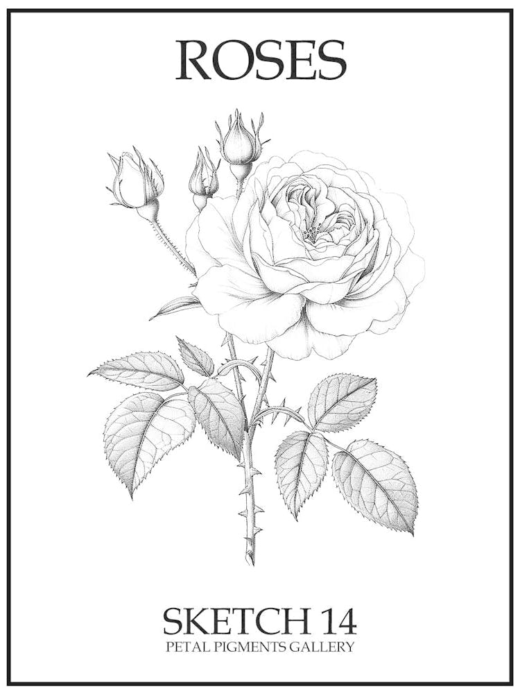 Roses Sketch 14 Poster