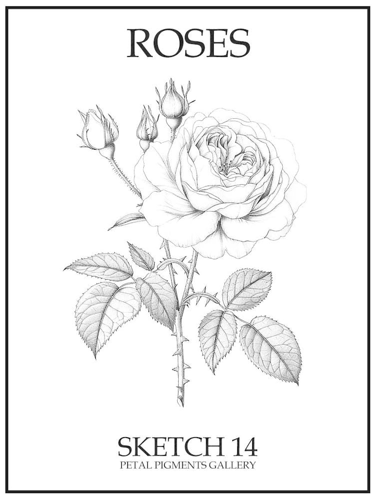Roses Sketch 14 Poster