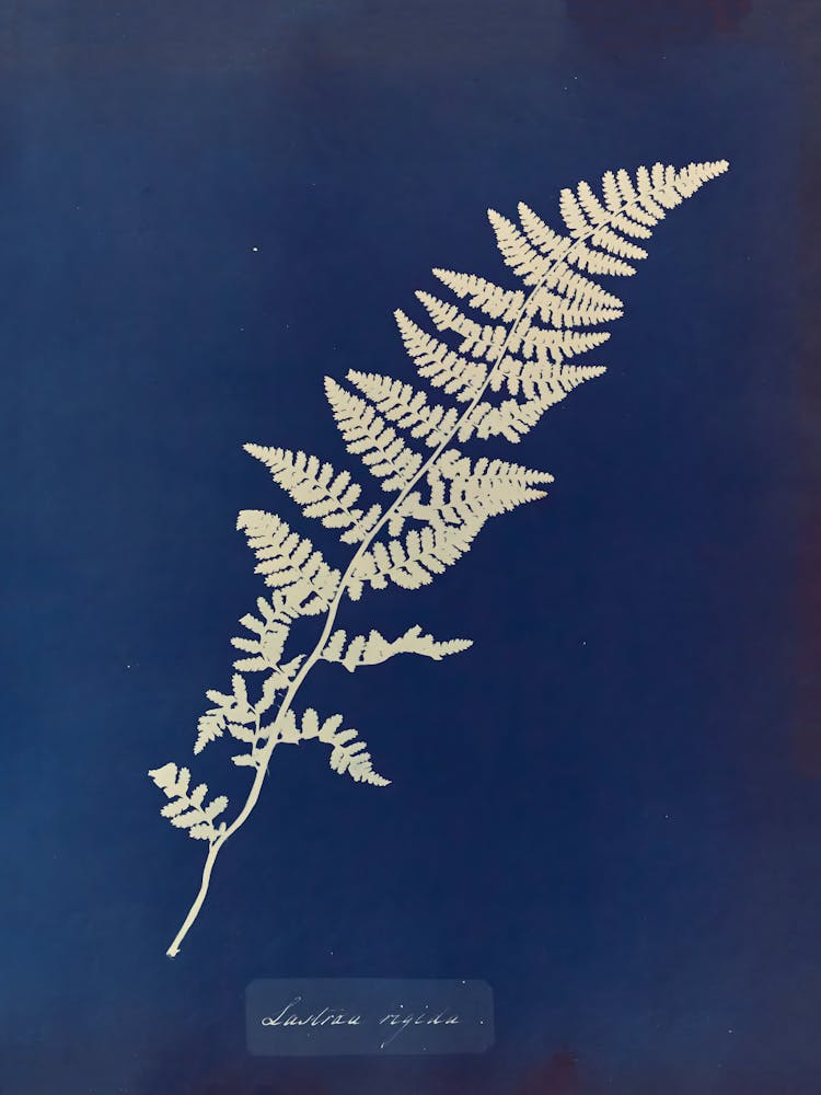 Fern Leaf