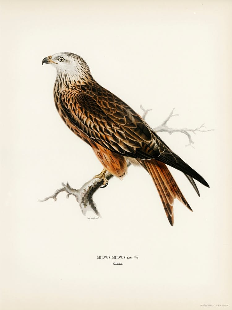 Red Kite (Milvus Milvus), The Von Wright Brothers
