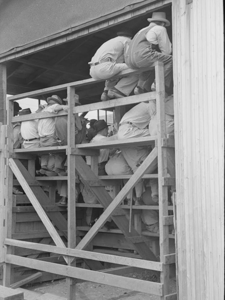 Untitled Photo, Possibly Related To Southeast Missouri Farms, Spectators At Auction Of Cattle Near Sikeston, Misso