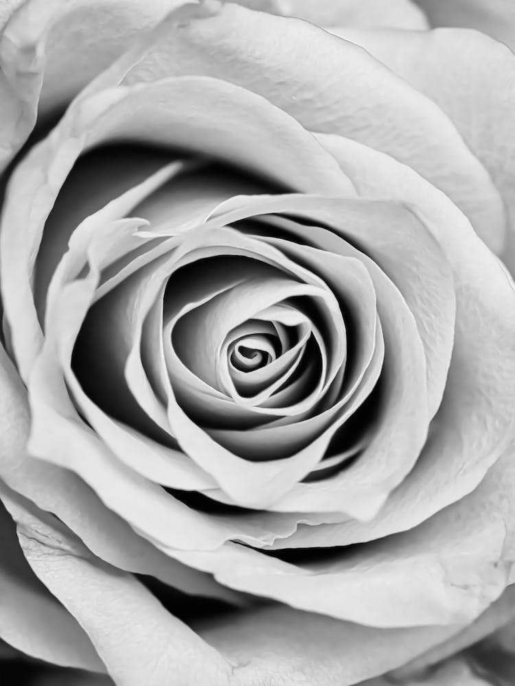Black And White Rose