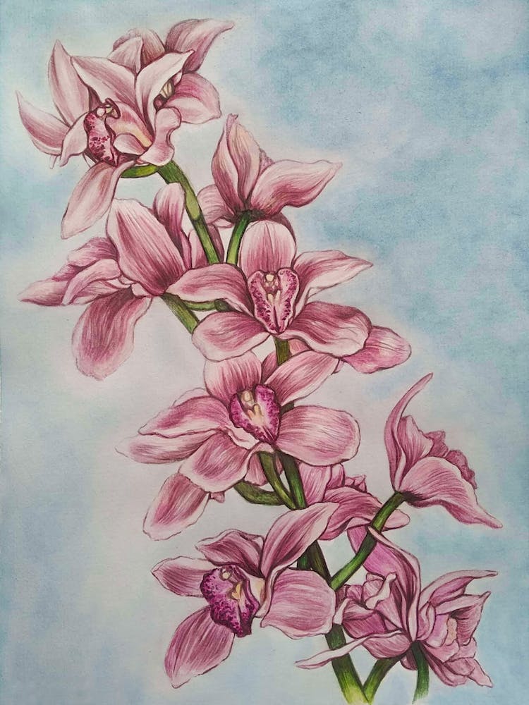 Orchid