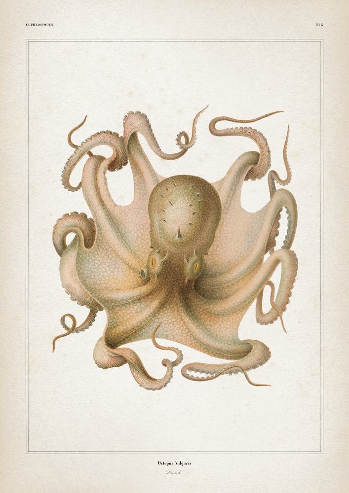 Vintage Vérany 1 Octopus Vulgaris