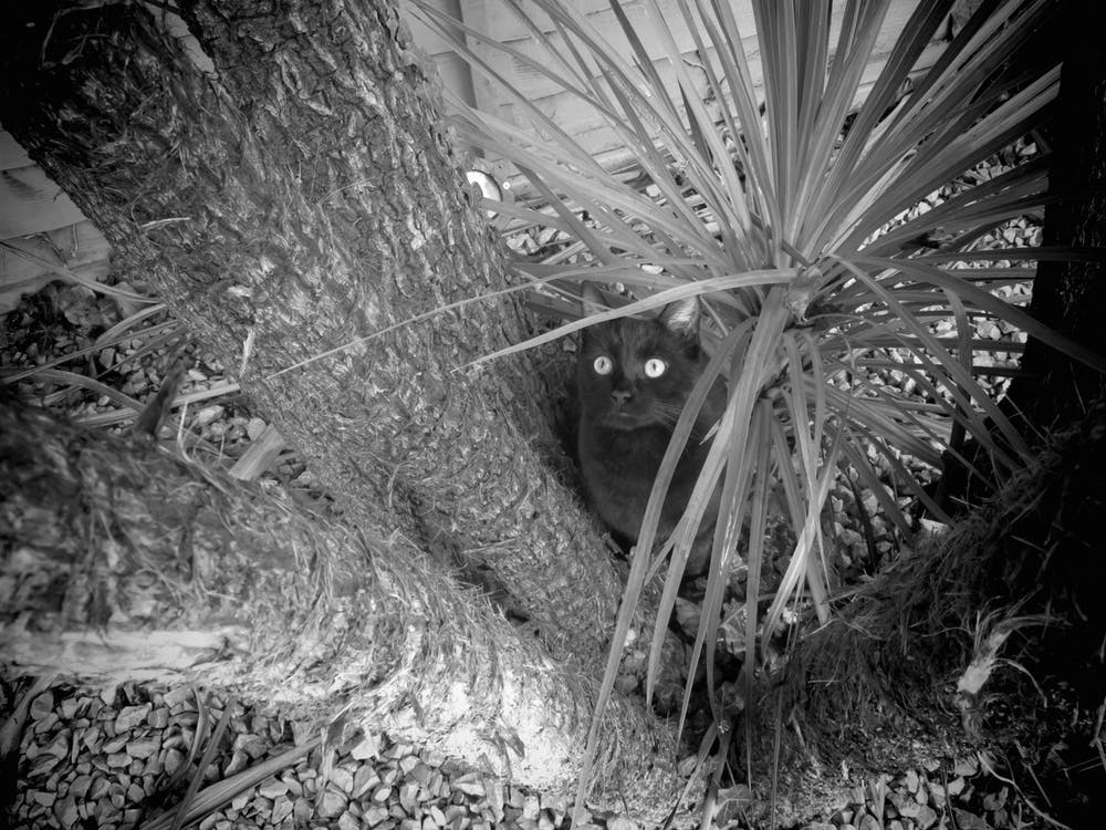 Schwarze Katze versteckt sich im Baum Schwarz Weiß