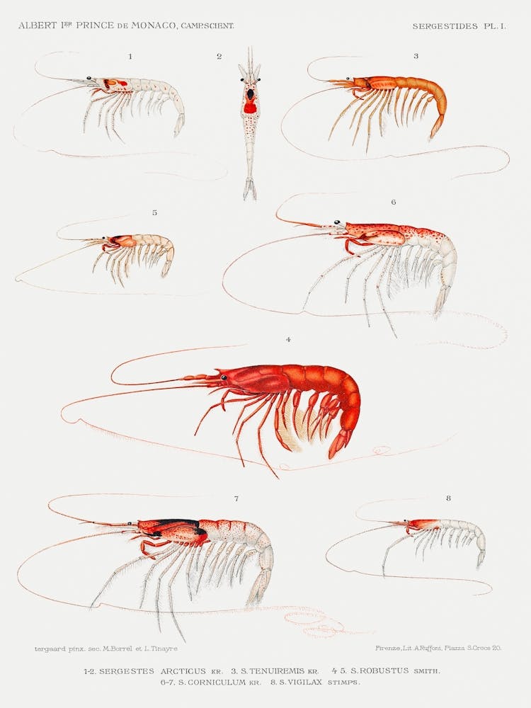 Shrimps