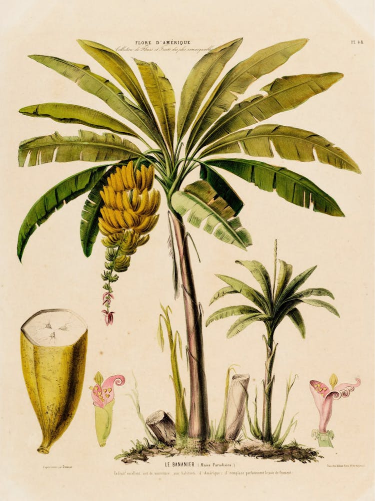 Banana Tree