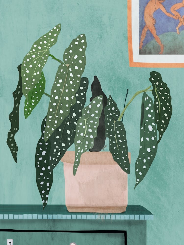 Polka Dot Begonia Plant