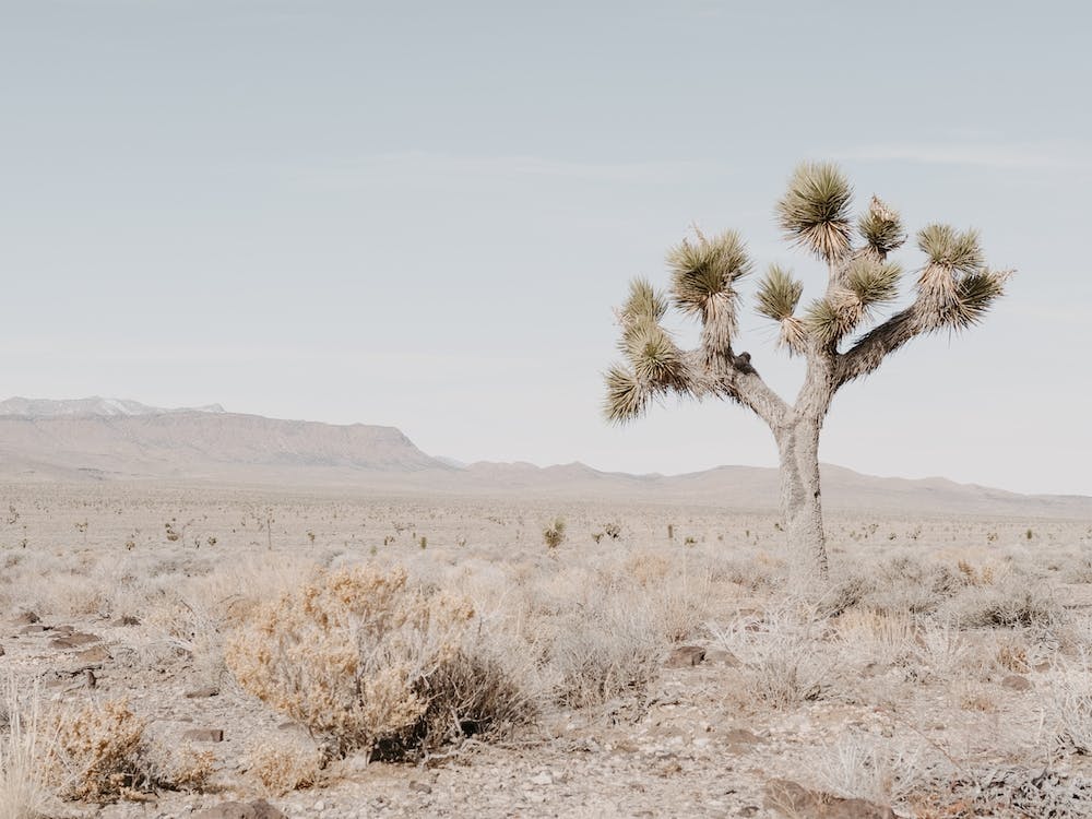 Joshua Tree Landscape