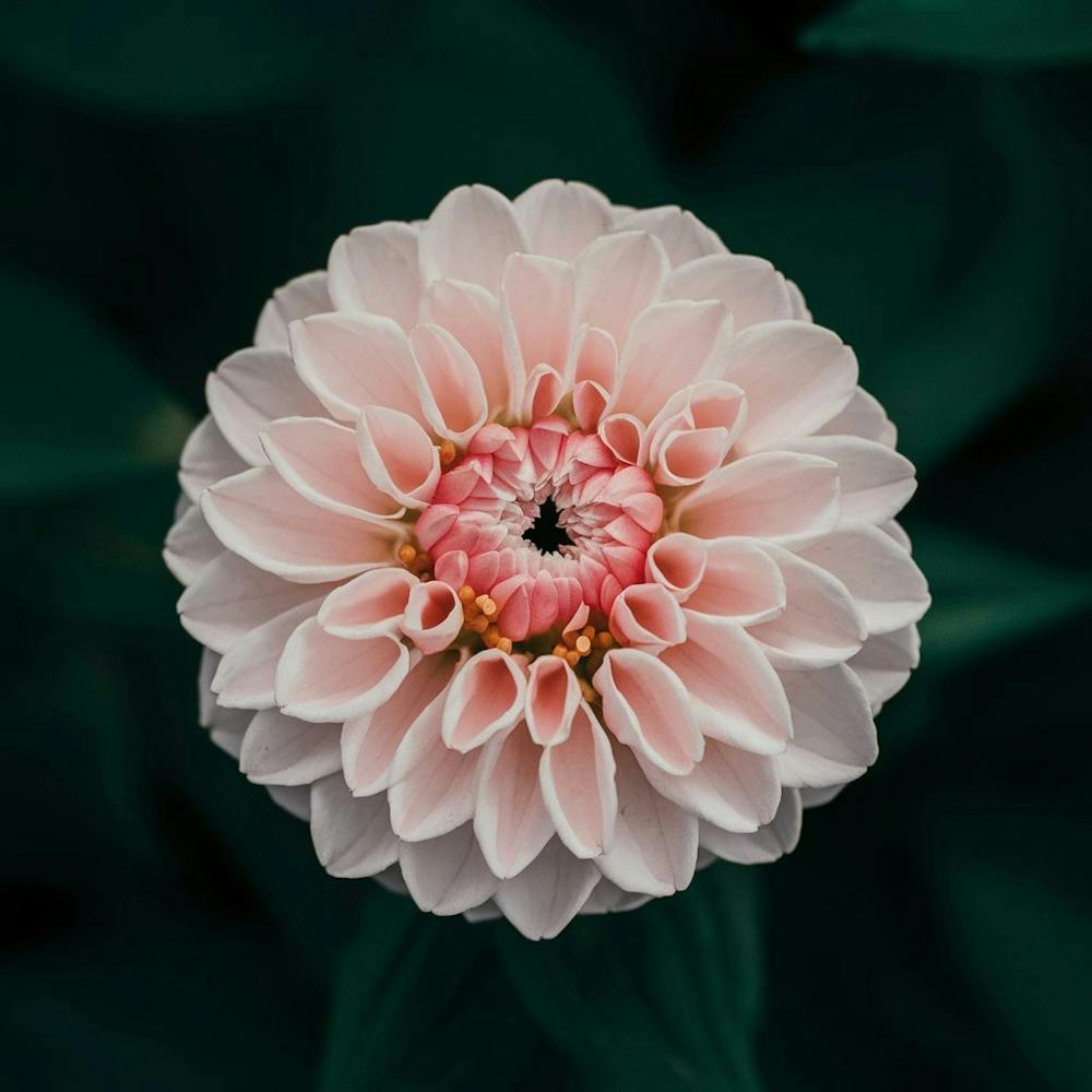 Dahlie