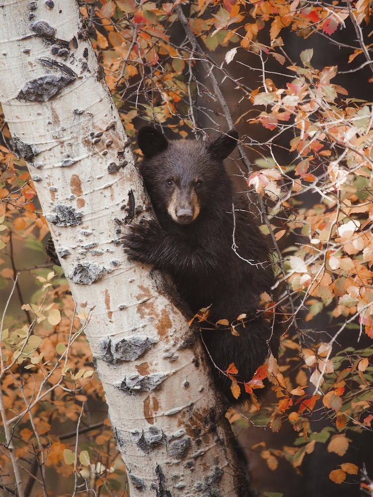 Baby Black Bear In Tree