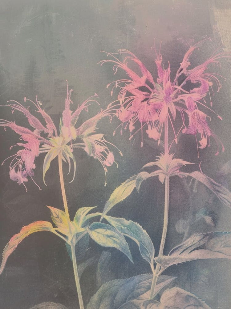 Iridescent Flower Bee Balm 2