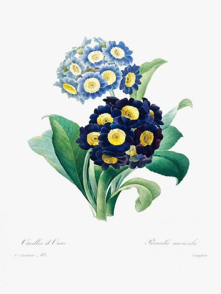 Cowslip Primrose, Pierre Joseph Redouté 