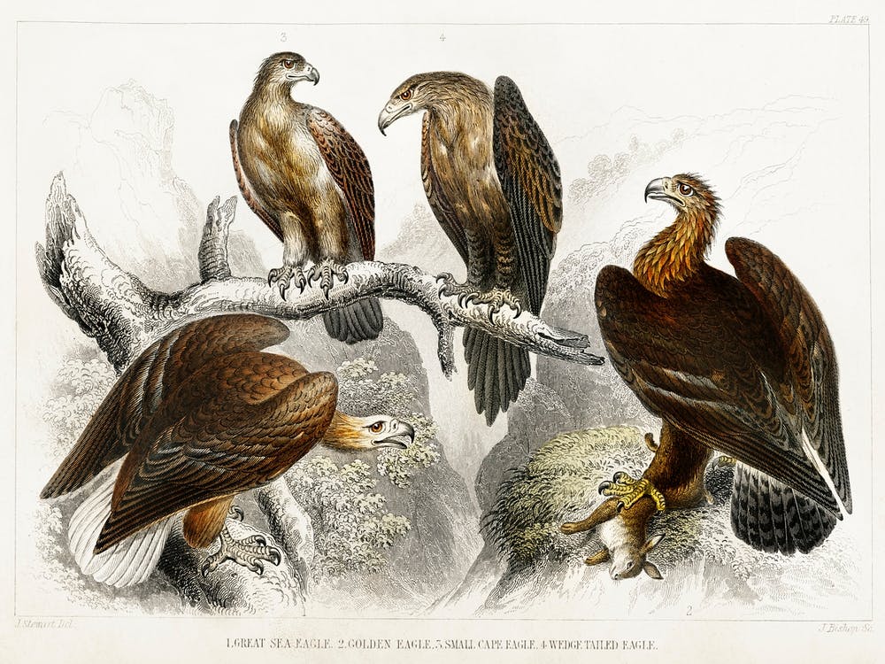 Collection Of Various Eagles, Oliver Goldsmith