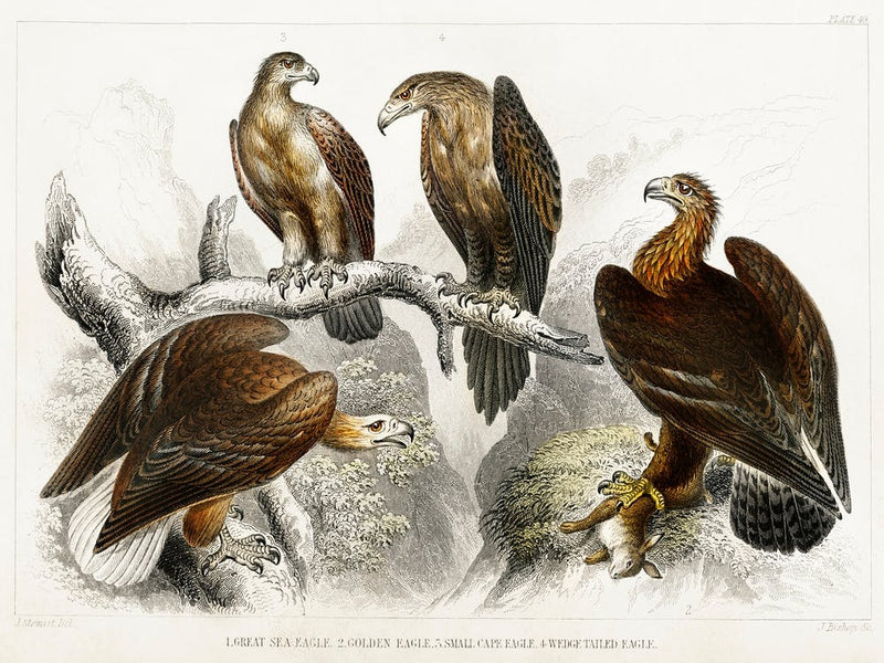 Collection Of Various Eagles, Oliver Goldsmith