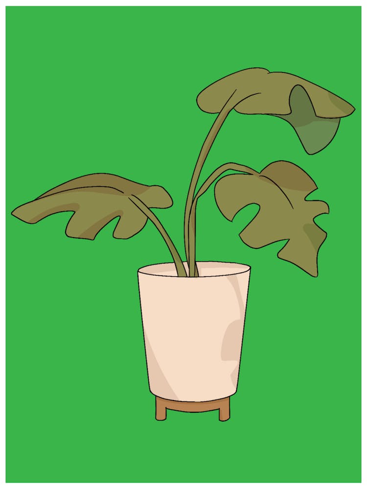 Plant In A Pot 1