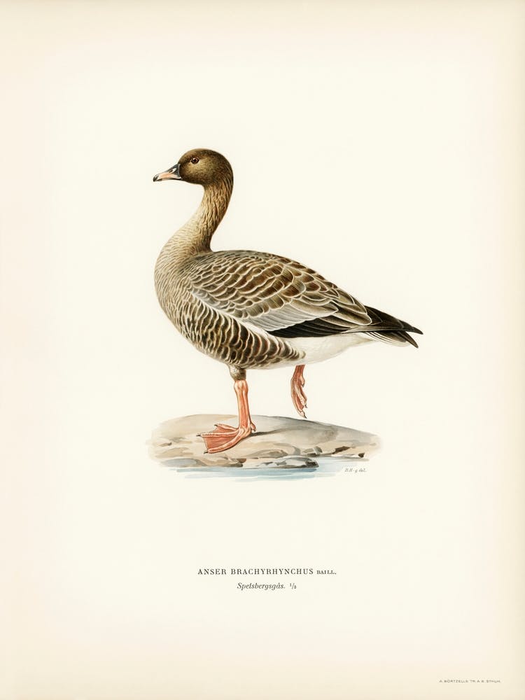 Pink Footed Goose, The Von Wright Brothers