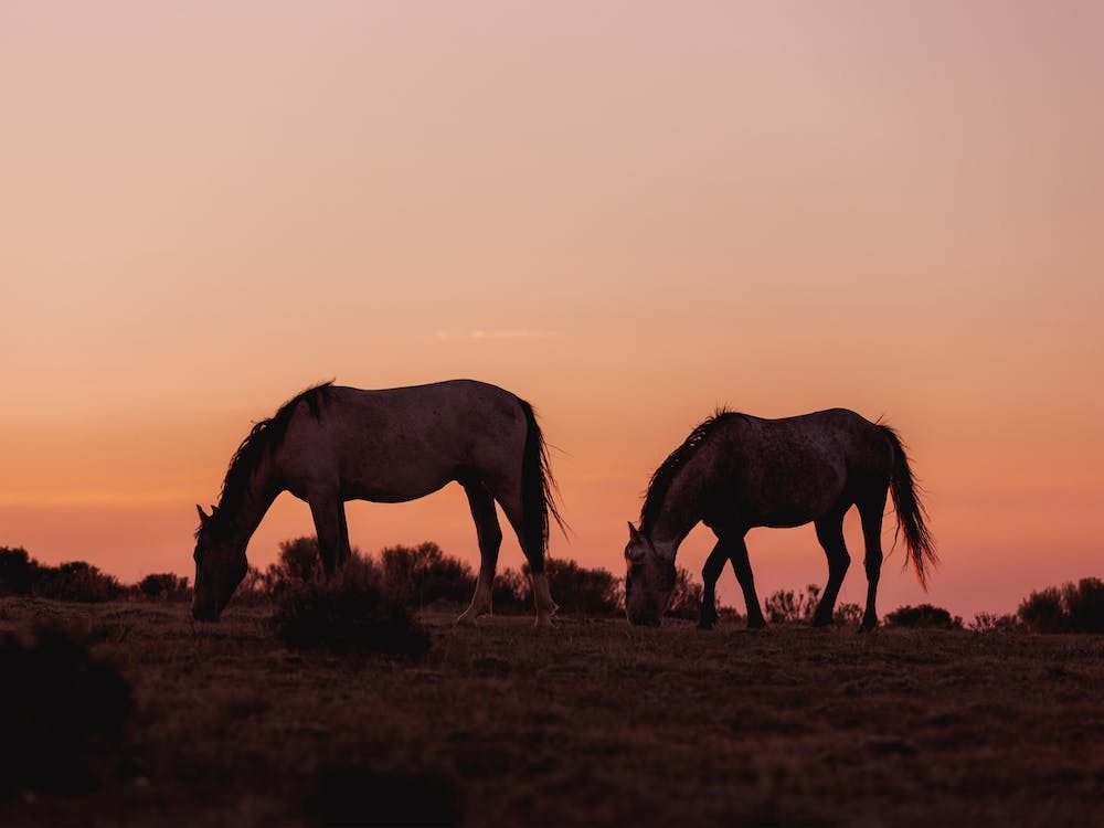 Horse Sunset Horizon