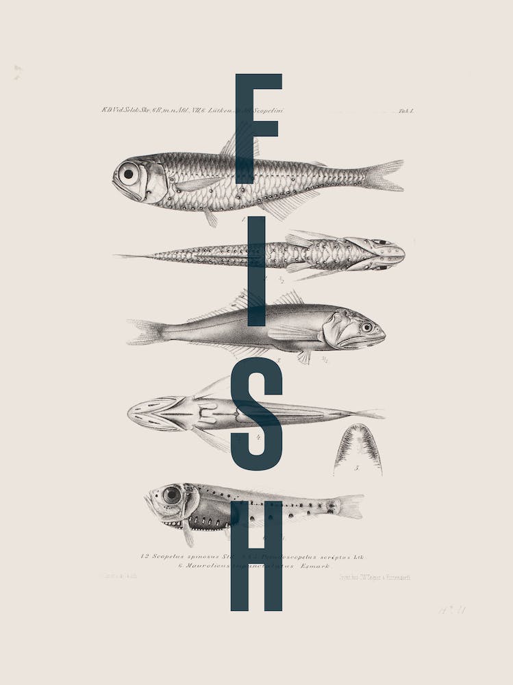 Fish On Fish