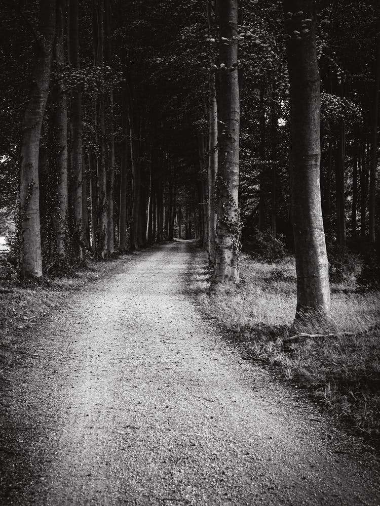 Dark Forest Path // The Netherlands :: Nature Photography