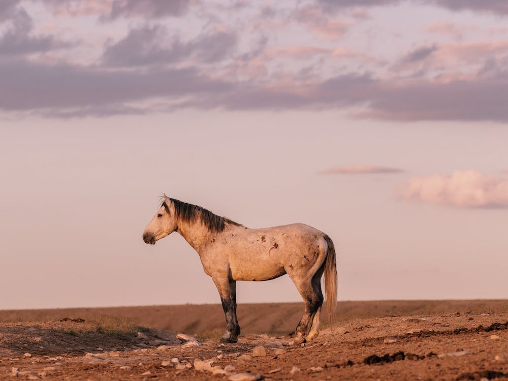Vue de Cheval Sauvage au Coucher du Soleil