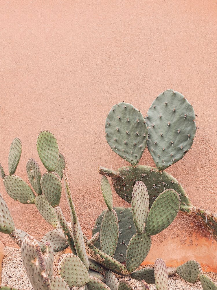 Stucco And Cactus