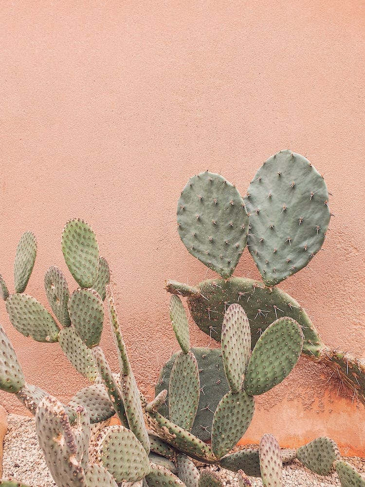 Stucco And Cactus