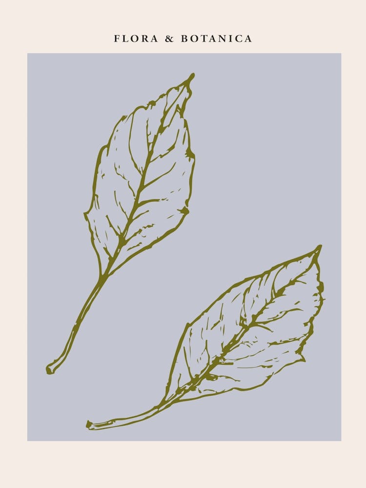 Flora botanica line no 05