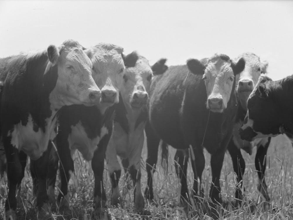 Yearlings, Cruzen Ranch, Valley County, Idaho By Russell Lee