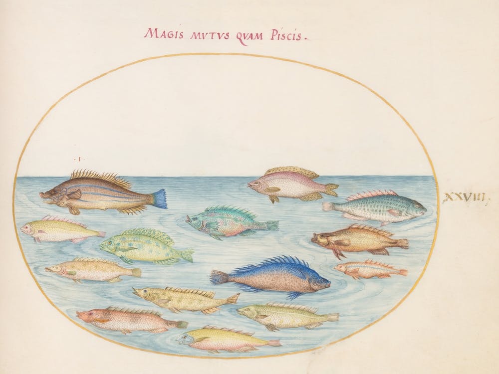 Animalia Aqvatilia Et Cochiliata (1575 1580), Joris Hoefnagel (4)