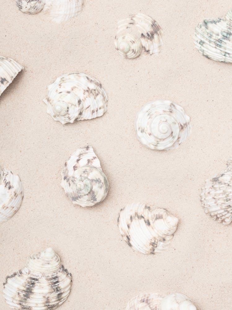 Shells in the sand_2110341