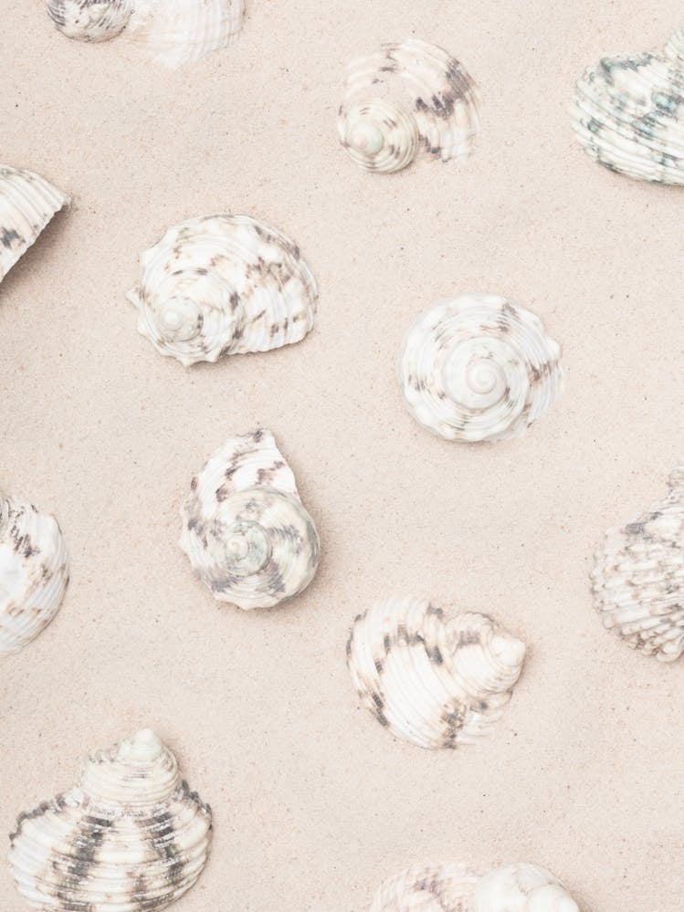 Shells in the sand_2110341