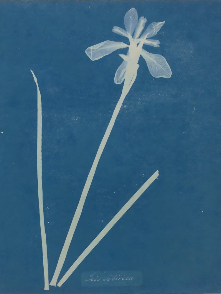 Iris